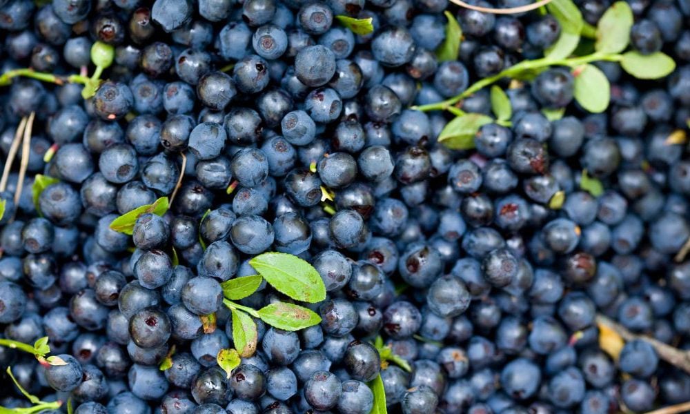 Organic Fruit Powder