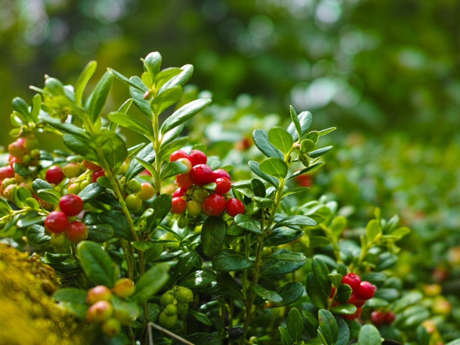 Cranberry Extract Powder