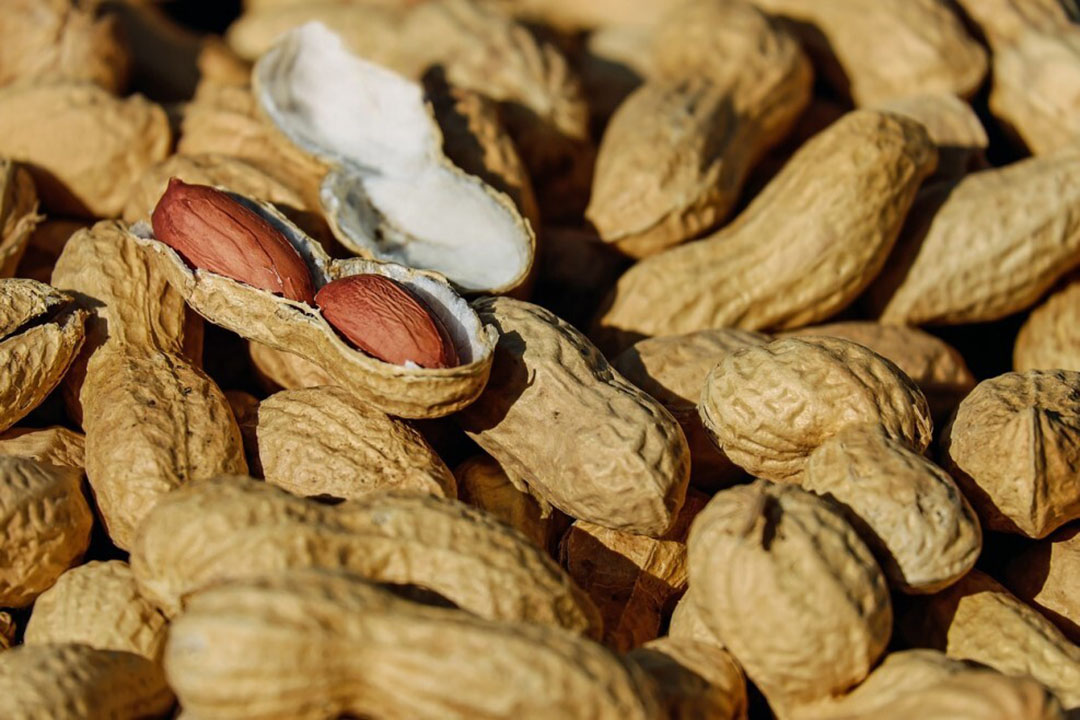 Peanut Protein Powder