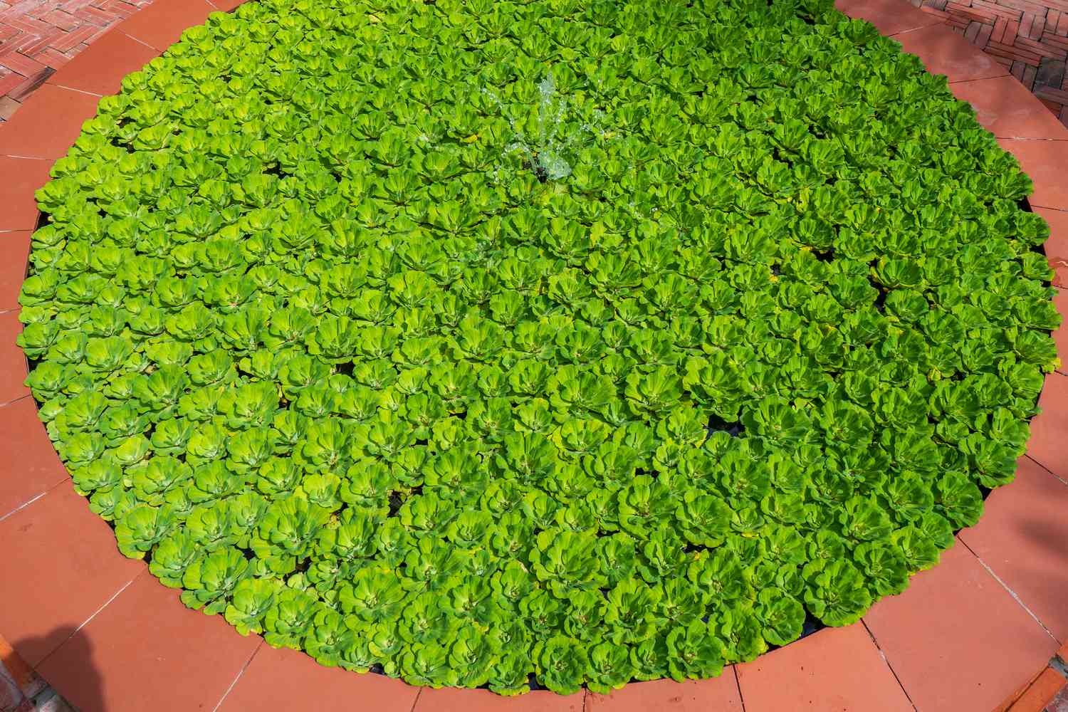 Mankai Duckweed Powder in a bowl surrounded by duckweed plants.