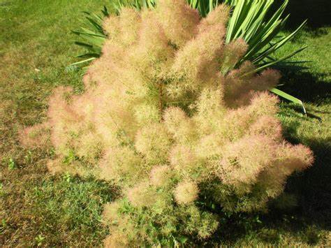 Natural Fisetin Powder