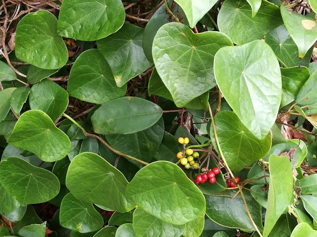 Stephania Japonica Extract