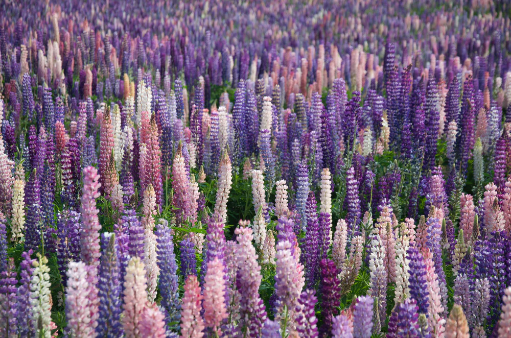 Lupine Seed Protein
