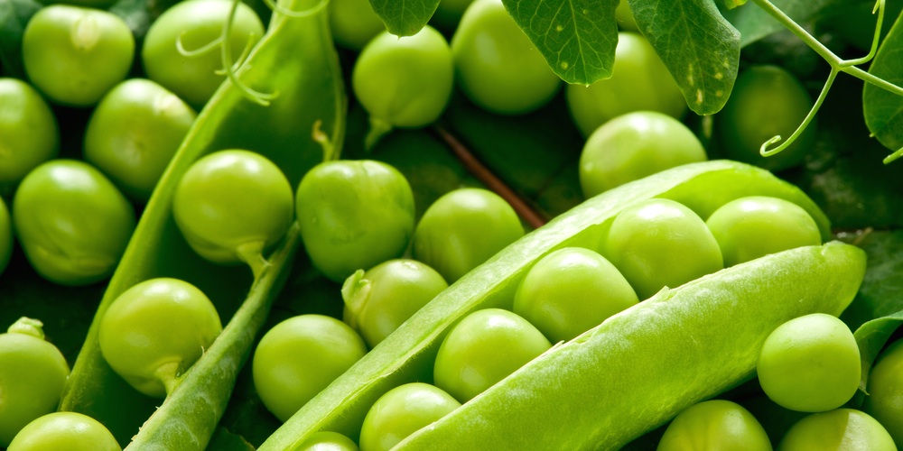 Organic Pea Protein