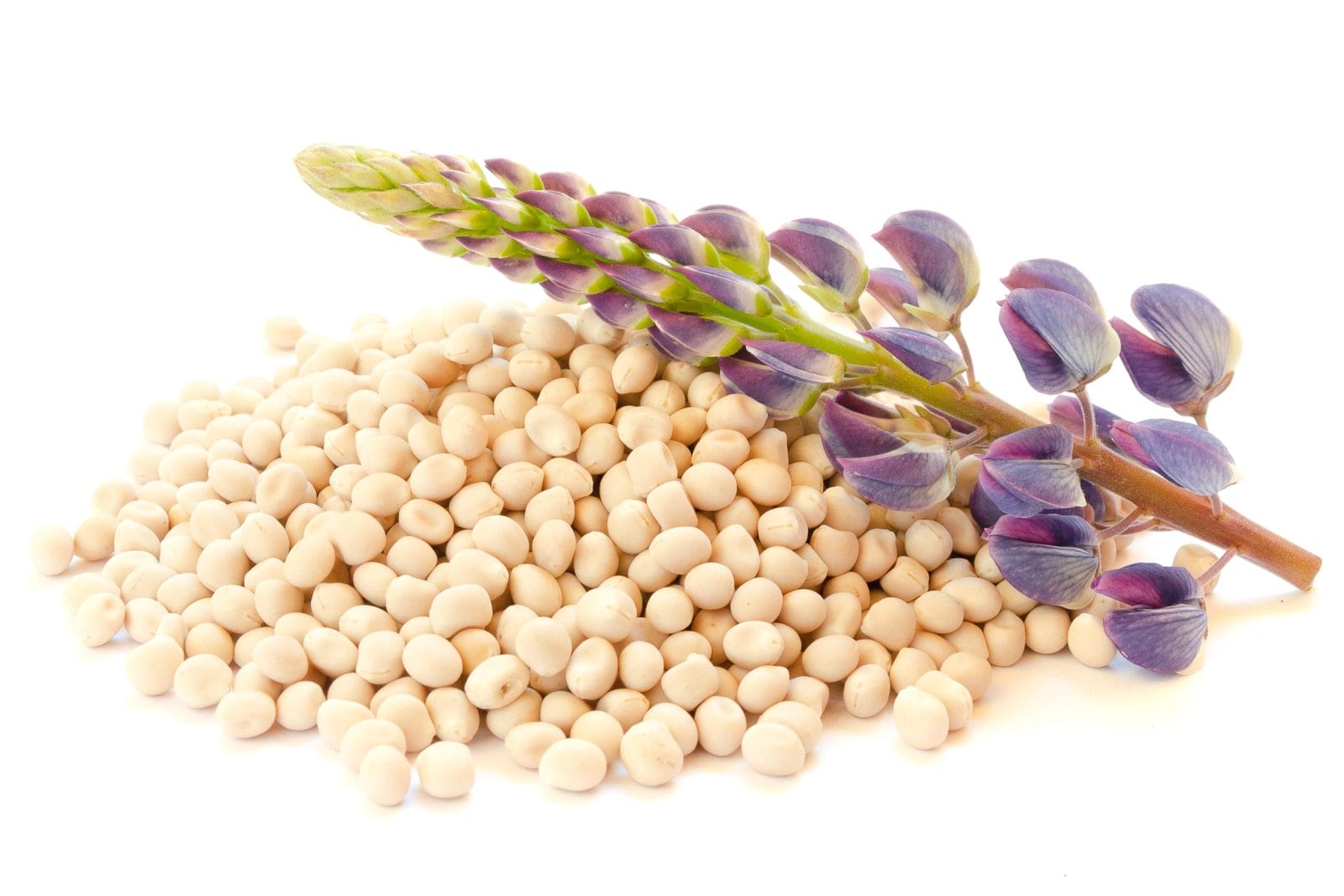 Lupine Seed Protein
