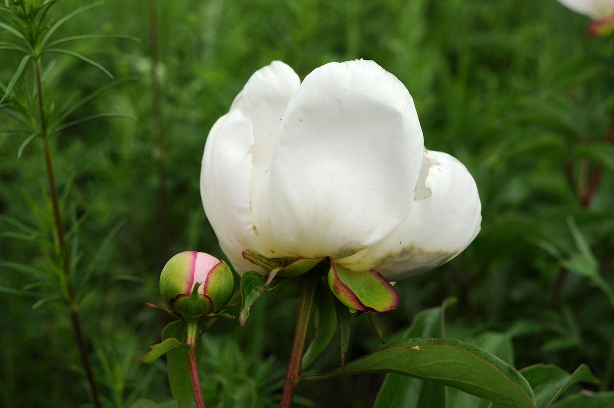 Paeonia Lactiflora