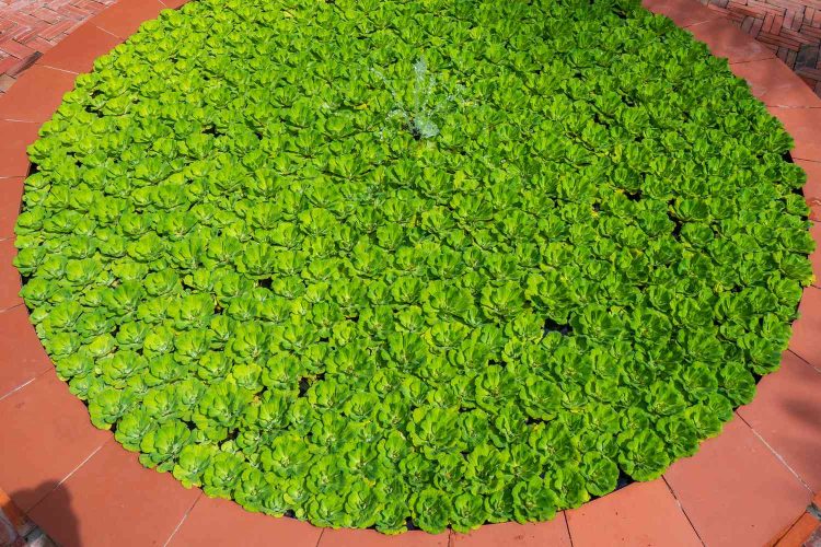 Mankai Duckweed Powder in a bowl surrounded by duckweed plants.